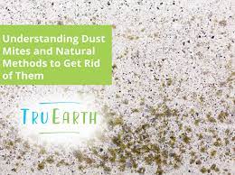 understanding dust mites and natural