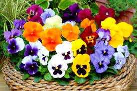 Pansies Color Your Garden This Winter