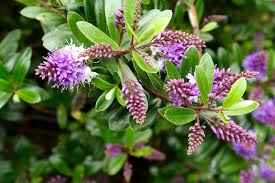 Hebes are extremely hardy evergreen shrubs, invaluable for seaside and city planting. Hebe Shrubs Growing And Planting Hebe In The Garden