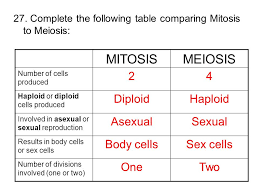 75 Unmistakable Comparing Mitosis And Meiosis Worksheet Key