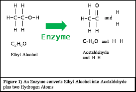 How Alcohol Is Metabolized In The Human Body
