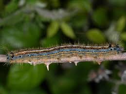 Help With Caterpillar Identification Wildlife Insight