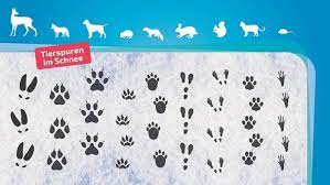 Tierspuren im schnee william schneebeli buch antiquarisch kaufen a02ggi8q01zz9 dieser naturführer zeigt erstmalig spuren in lebensgroßer abbildung von 65 tieren in feld, wald und wiese. Spuren Im Schnee Erkennen Sie Diese Tierspuren Bayern 1 Radio Br De
