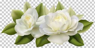 flower jasmine white rose png clipart