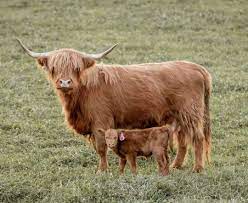 highland cattle miniature highland