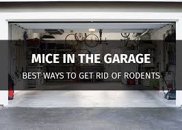 mice in the garage