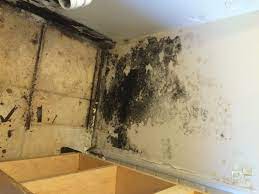 how do i know if i have mold in my home