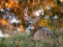 White-tailed Deer Wallpapers ...