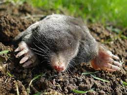 get rid of moles in yard garden