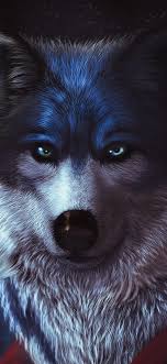 arctic wolf wallpaper 4k cgi predator