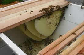 So it's a tropical hive? Top Bar Beekeeping For Beginners Beekeepclub