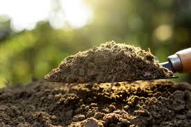 Cow Manure Vs Mushroom Compost Which