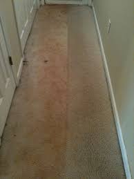carpet cleaning resultscitrusolution