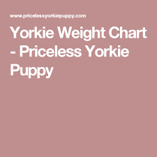 Yorkie Weight Chart Priceless Yorkie Puppy Teacup Yorkie