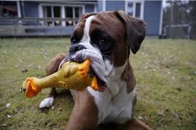 top 10 best toys for boxer dogs boxer