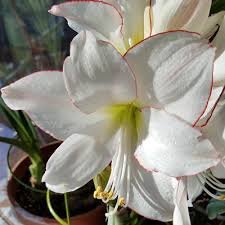 A delicate arrangement of our favourite white flowers. Growing And Caring For Amaryllis Umn Extension