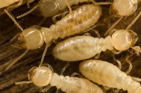 subterranean termites identification
