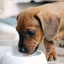 Shop petsmart's quality selection of dog foods & treats for dogs of all ages & stages. 1 Dachshund Puppies For Sale In Seattle Uptown Puppies