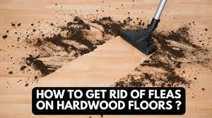 fleas on hardwood floors