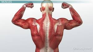 muscles make up what percene of body