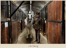 Lipizzaner Horses And The Spanish Riding School In Vienna