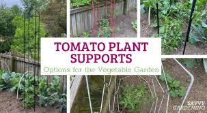 tomato plant support options for the