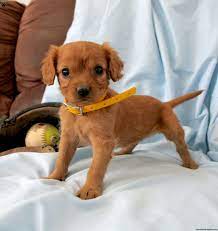 miniature golden retriever puppies for