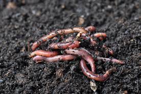 worm farm for vermicomposting