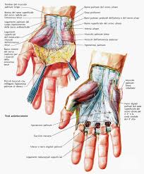 Il muscolo è superficialmente in rapporto con il muscolo flessore superficiale delle dita e il muscolo flessore ulnare del carpo, con il nervo e i vasi ulnari. Fisioriab Mano