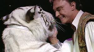 The siegfried & roy at the mirage resort and casino show, featuring white tigers, lions siegfried fischbacher and roy horn had met in 1960 on a cruise ship. Siegfried And Roy Tiger Grabs Roy Horn By The Neck As Staff Try To Help Part 6 Video Abc News