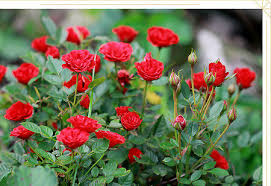 a rosy story of your roses and their