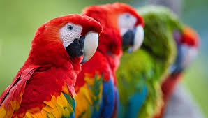 parrots that make great pets