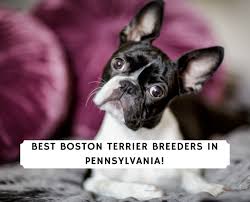 boston terrier breeders in pennsylvania
