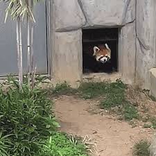 The biggest subreddit dedicated to providing you with the meme templates you're looking for. 500 Red Pandas Ideas Red Panda Cute Animals Animals Wild