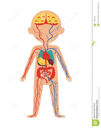Boy Body Anatomy With Internal Organs Stock Illustration