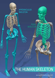 learn skeleton anatomy
