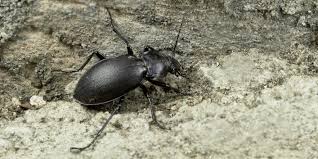 How To Get Rid Of Ground Beetles