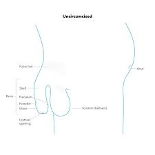 There are several major structures of the penis: Male Sexual Anatomy Penis Scrotum And Testicles