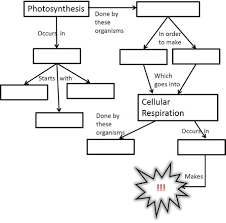 Cell Energy Flow Chart Photosynthesis And Cellular