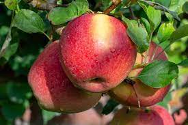 10 braeburn apple nutrition facts