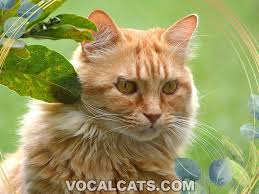 orange maine cat complete guide