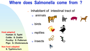 Most cases of salmonellosis are mild; Salmonella Food Poisoning About Salmonella