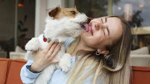 why do dogs lick your face petmd
