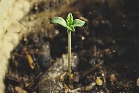 But if the seed pack is six years old or more, expect to have a much lower percentage of germination. Four Hacks For Germinating Old Marijuana Seeds Rqs Blog