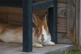 We'll explore the different if a rabbit does eat something toxic, the initial symptoms are clumsiness and disorientation. Why Is My Rabbit Shaking And Laying Down Rabbit Care Tips