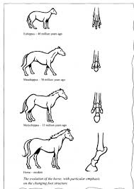 The Diagrams Below Show The Development Of The Horse Over A