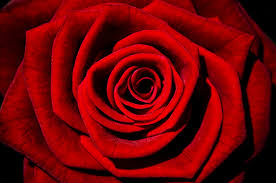 red rose bloom blossom dew