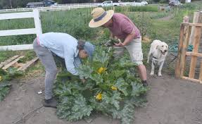 skagit gleaners harvesting from its