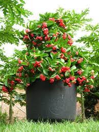 Kentungan lainnya adalah tanaman buah ini dapat dibudidayakan di dalam pot (tabulampot) sebagai penghias rumah anda. 10 Jenis Tanaman Buah Dalam Pot Yang Cepat Berbuah