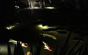 Using Pond Lights To Light Up Your